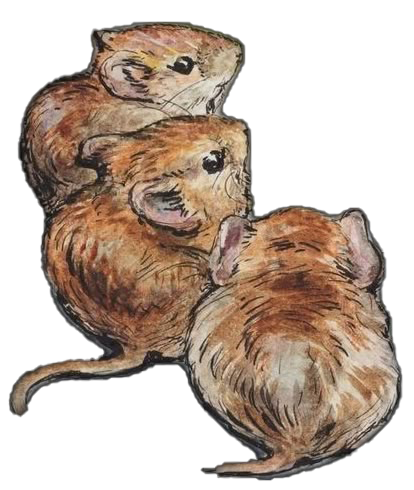 Mouse